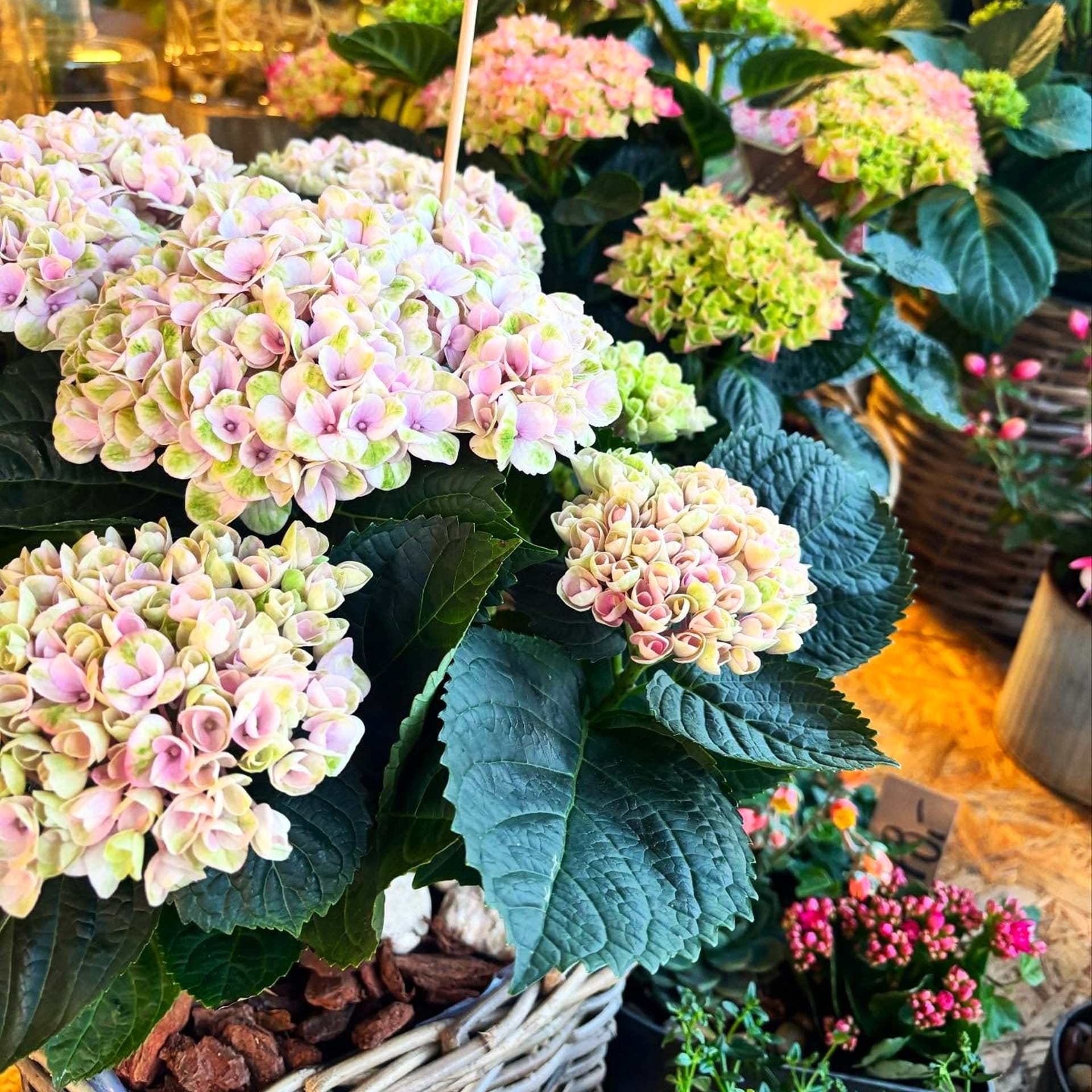 Store og smukke hortensia i sommerens lyse nuancer.