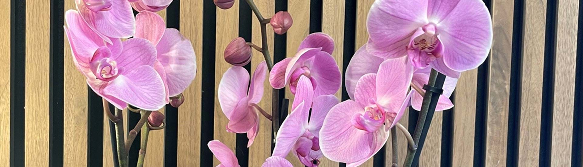 Planter hos Bugge Blomster i Videbæk. Køb blandt andet en smuk orkide i en flot krukke.