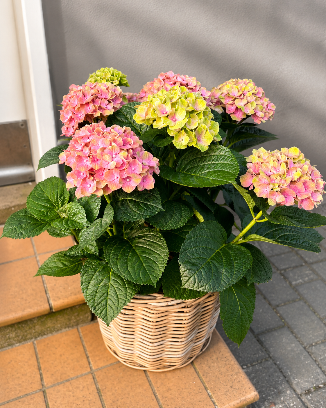Horstenia i lysebrun fletkurv. 