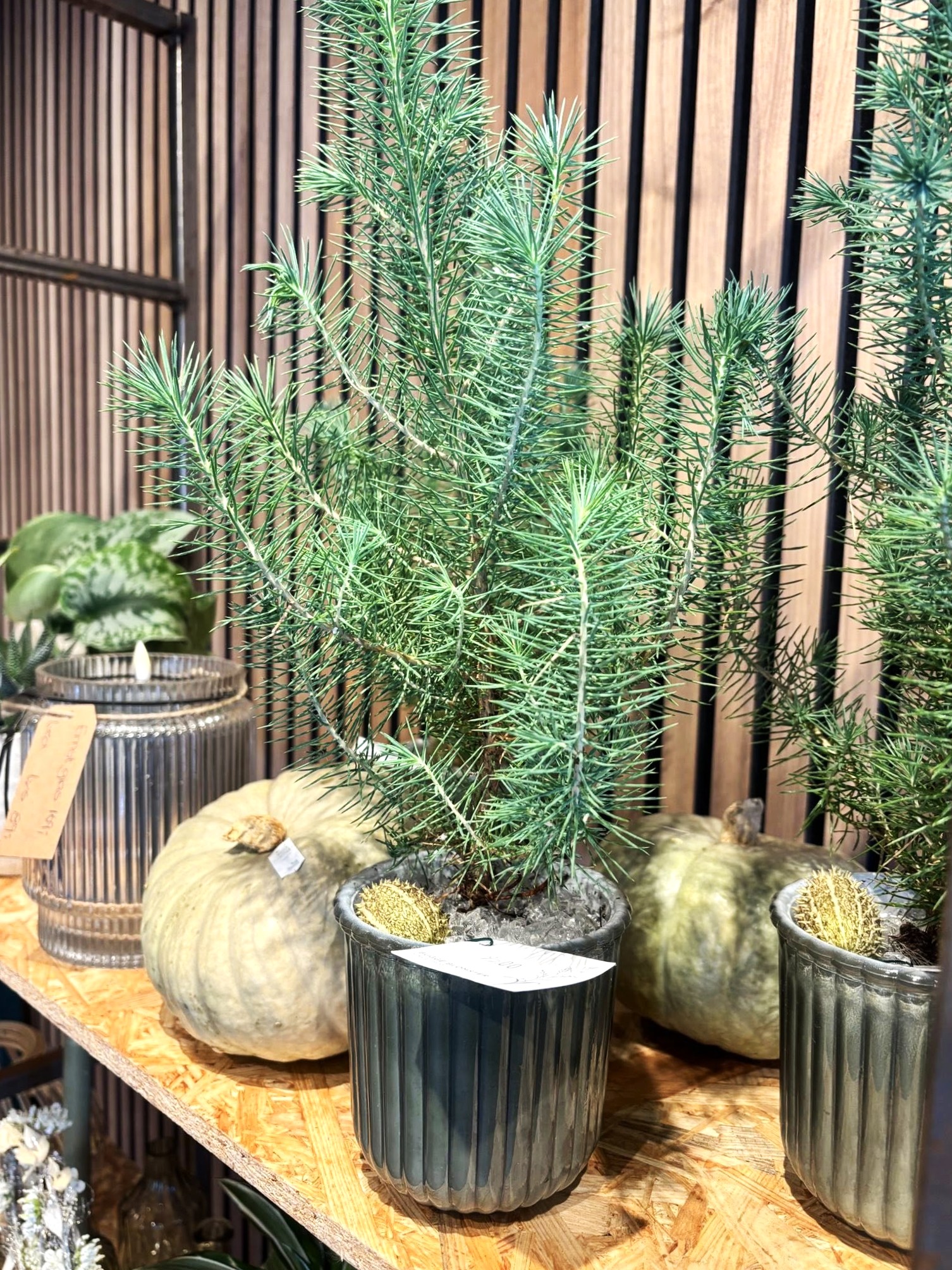 Små grantræer i potter står på en træhylde. 