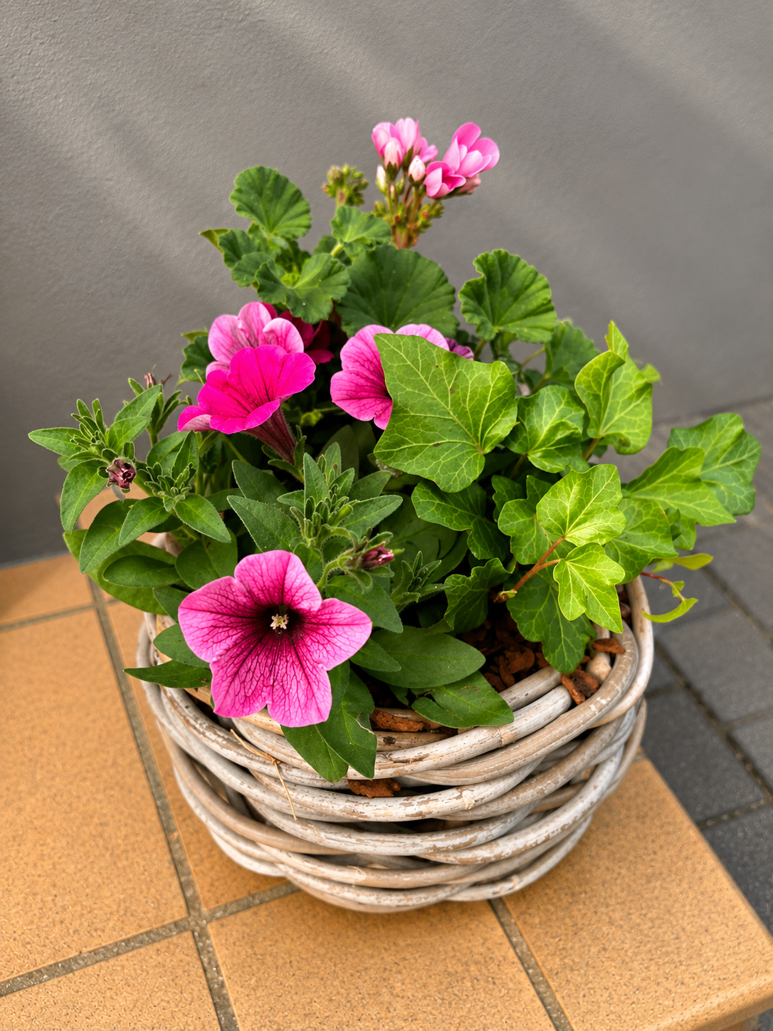 Grøn plante med lyserøde og pink blomster står plantet i en rustik fletkurv. 