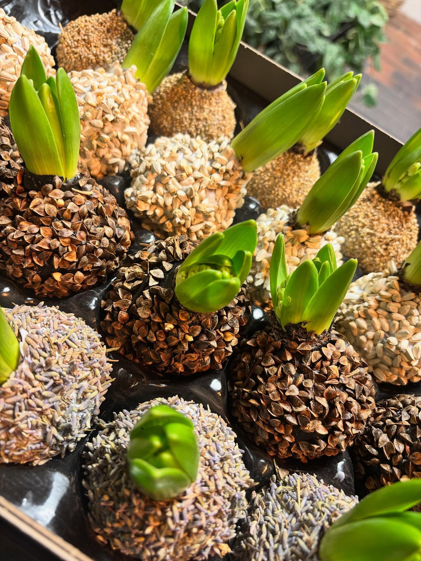 Kasse fyldt med hyacinter pyntet med naturmaterialer. 